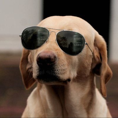 @TheCryptoDog