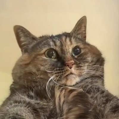 @asdfhgdev_pf