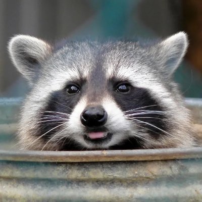 @raccoongod_